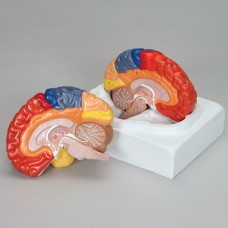Regional Brain, 2 parts